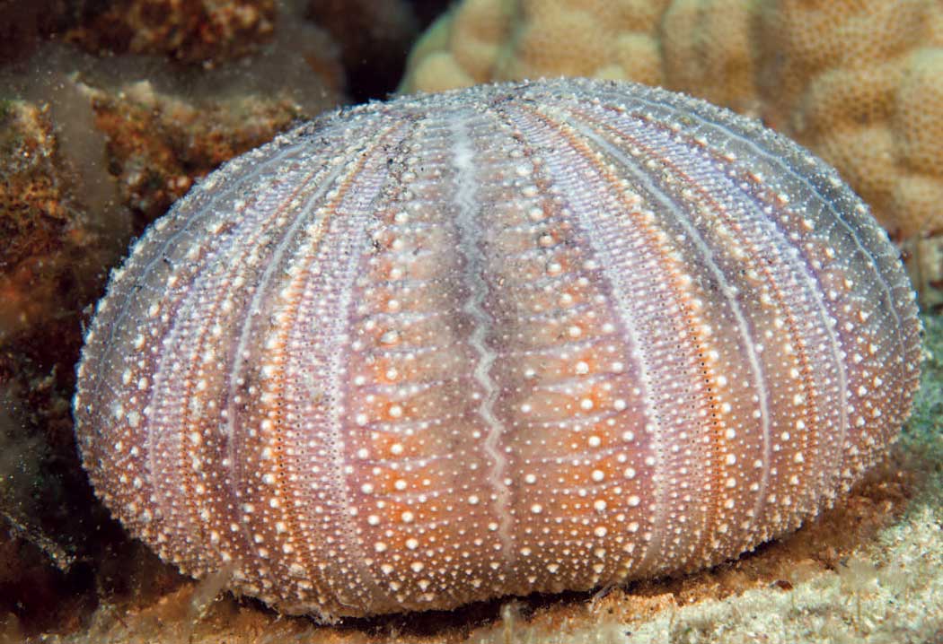 Sea Urchins In Praise Of Mother Ocean's Pincushions Dive Training