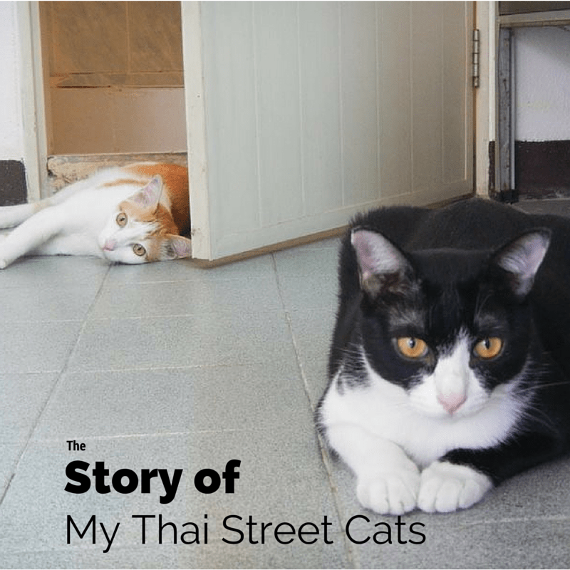 The Story of My Thai Street Cats D Travels 'Round