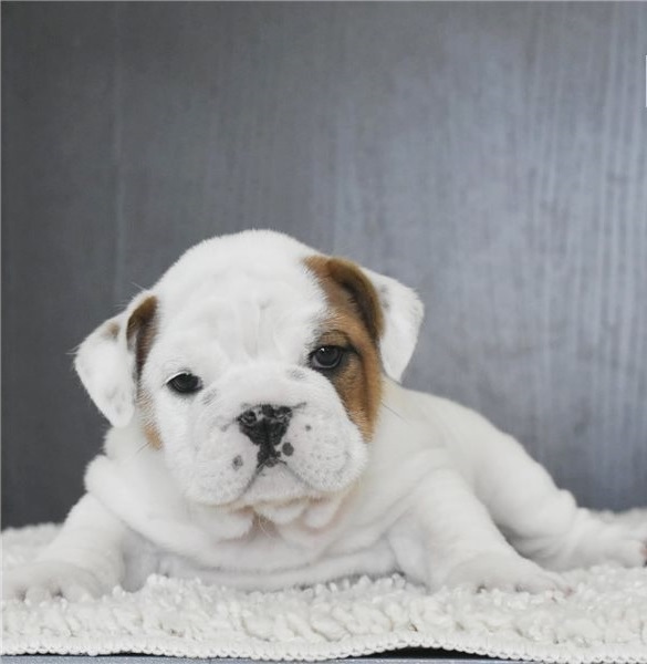 English Bulldog Puppies For Sale in Dubai Other in Dubai, UAE