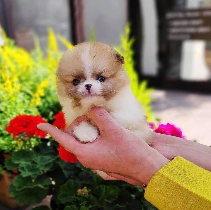 Awesome Teacup Pomeranian Puppies Available Other in Dubai, UAE