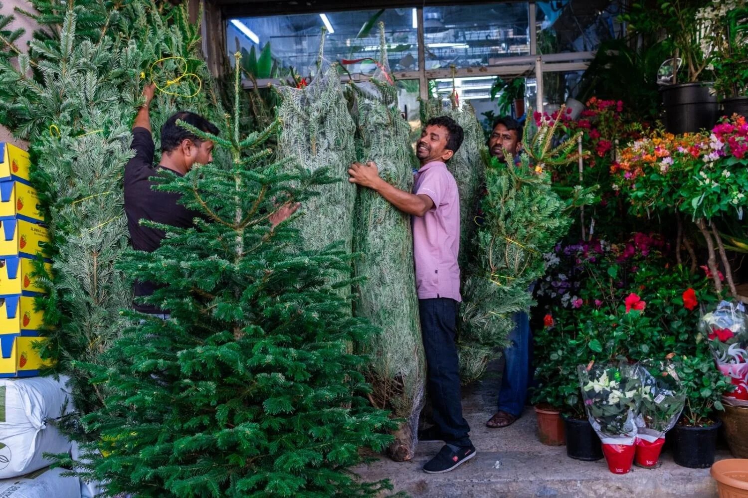 10 Best Places to Buy Cheap and Fresh Christmas Trees in Dubai