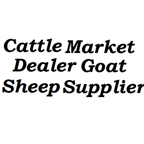 Cattle Market Dealer Goat Sheep Supplier (Cattle Markets) in Dubai