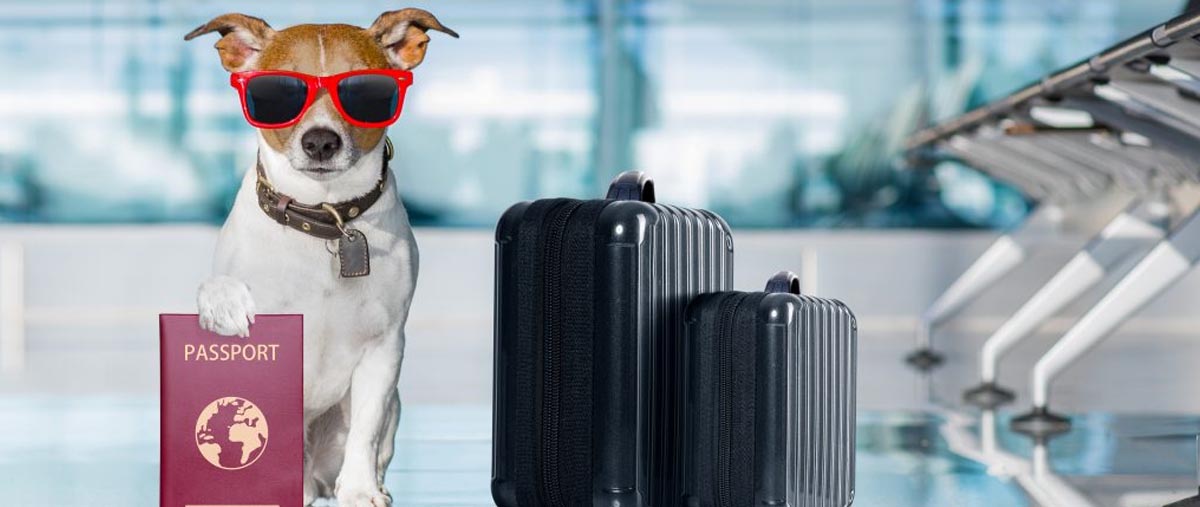 How Can I Import My Dog To Dubai