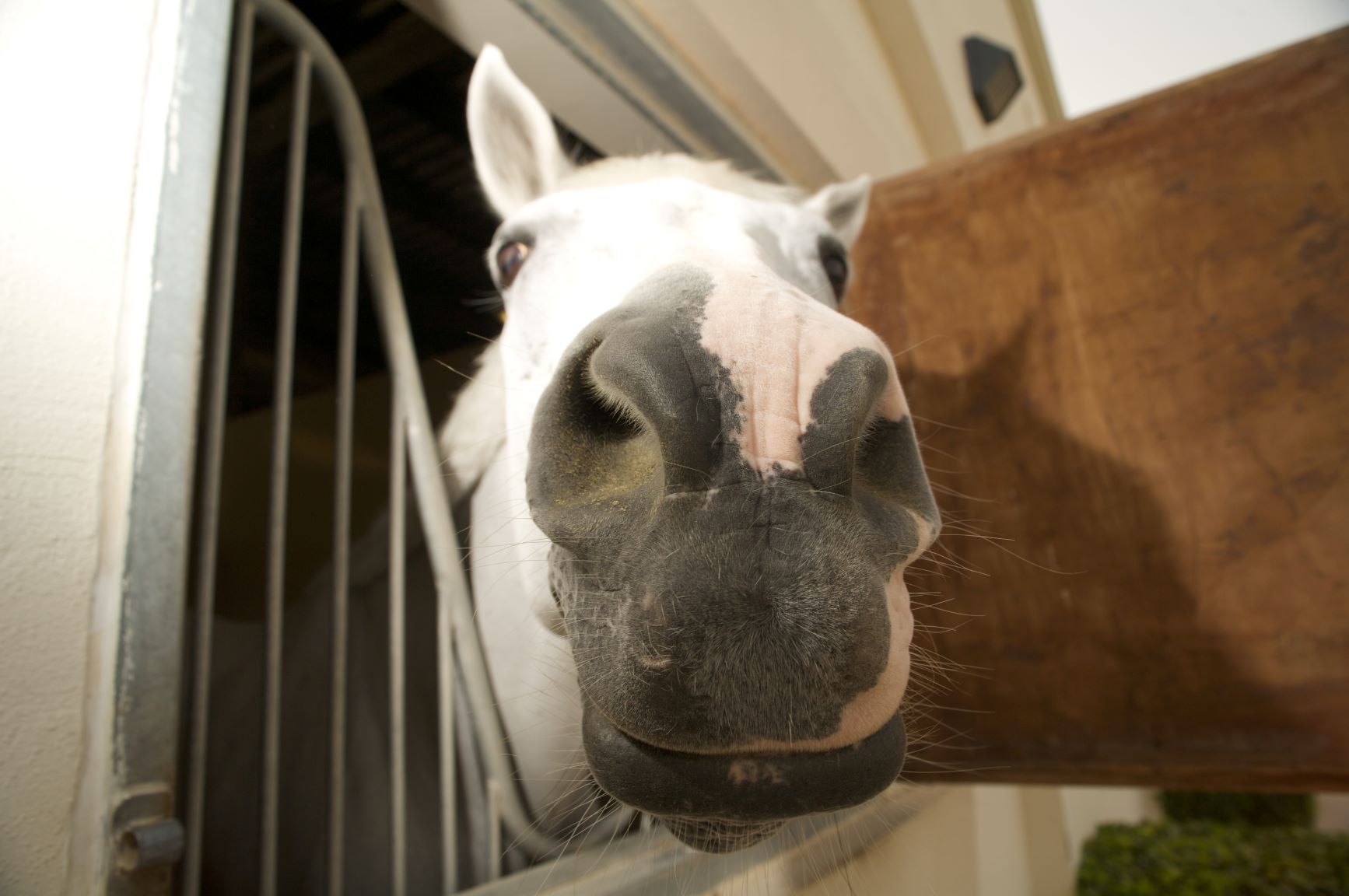 Horse riding in Dubai // Horseback ride in UAE// Arab horses stables