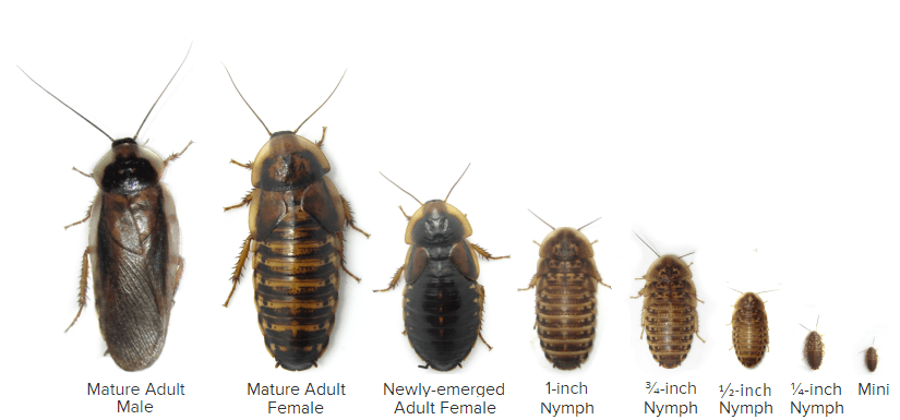 Dubia Roach Size Chart • Dubia Roach Depot