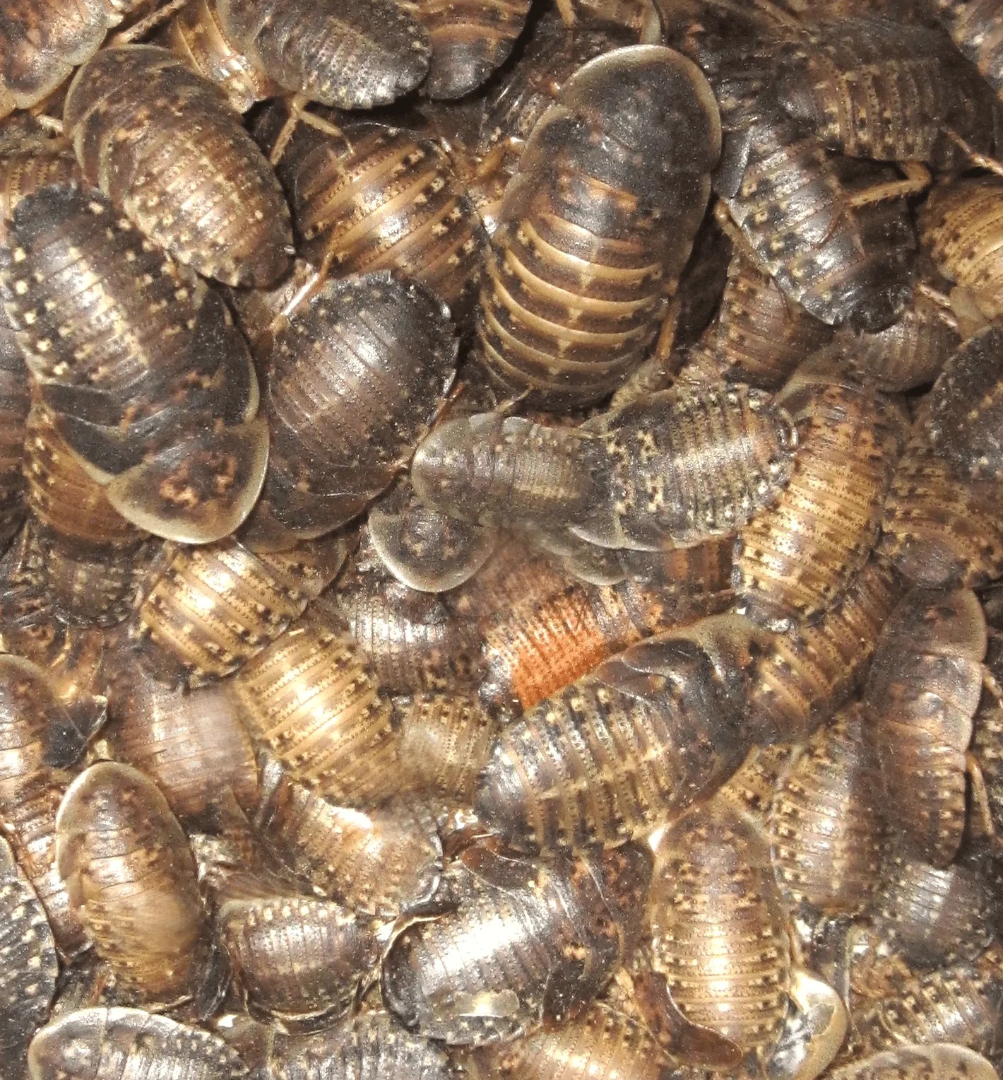 Assorted Sizes Dubia Roach Variety Pack • Dubia Roach Depot