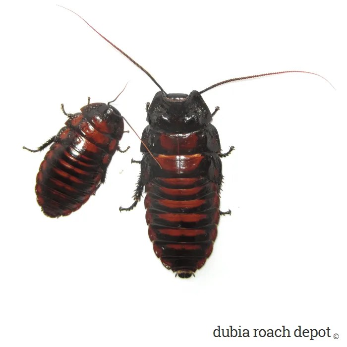 Flat Horned Hisser (Aeluropoda insignis) • Dubia Roach Depot