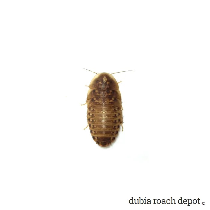 Order Roaches at Frank Clemens blog