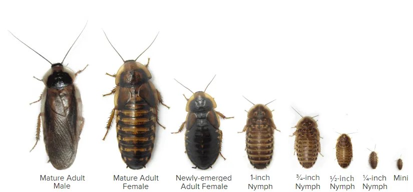 Dubia Roach Starter Colony Dubia Roach Depot