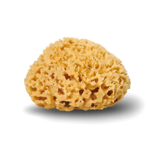 How to Use Sea Sponges for Dubia Roach Hydration