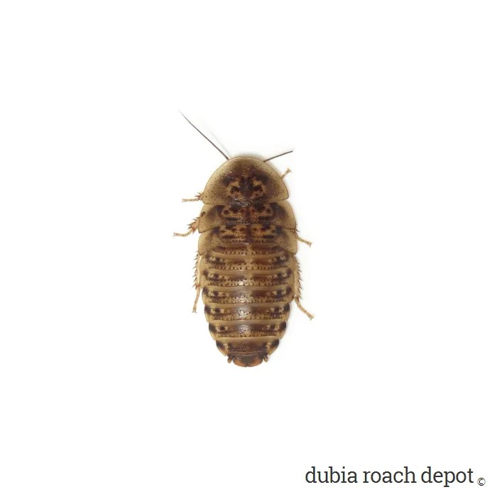 Roach Dubia Roach