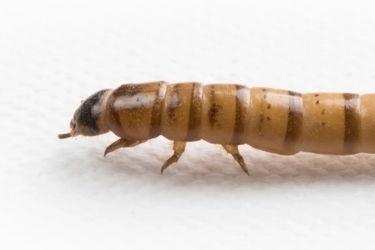Do Superworms Bite? The Dangers of Feeding Live Insects