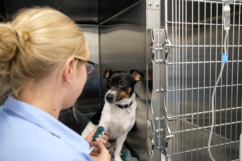 Hospitalisation Dublin Bay Vets