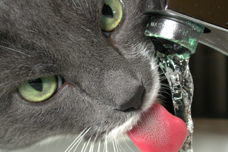 Kidney Failure in Cats Dublin Bay Vets