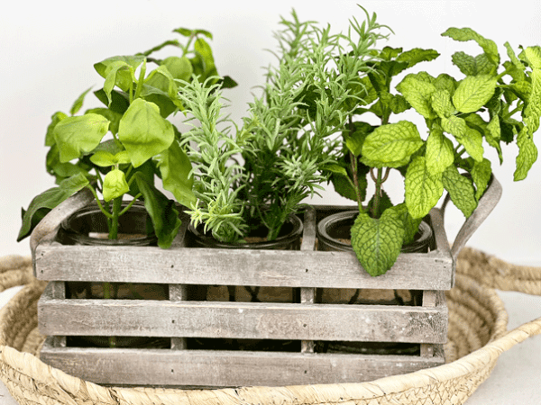 fall 2023 crate 10″ Basil/Rosemary/Mint with Crate LHH070GR Dublin Design