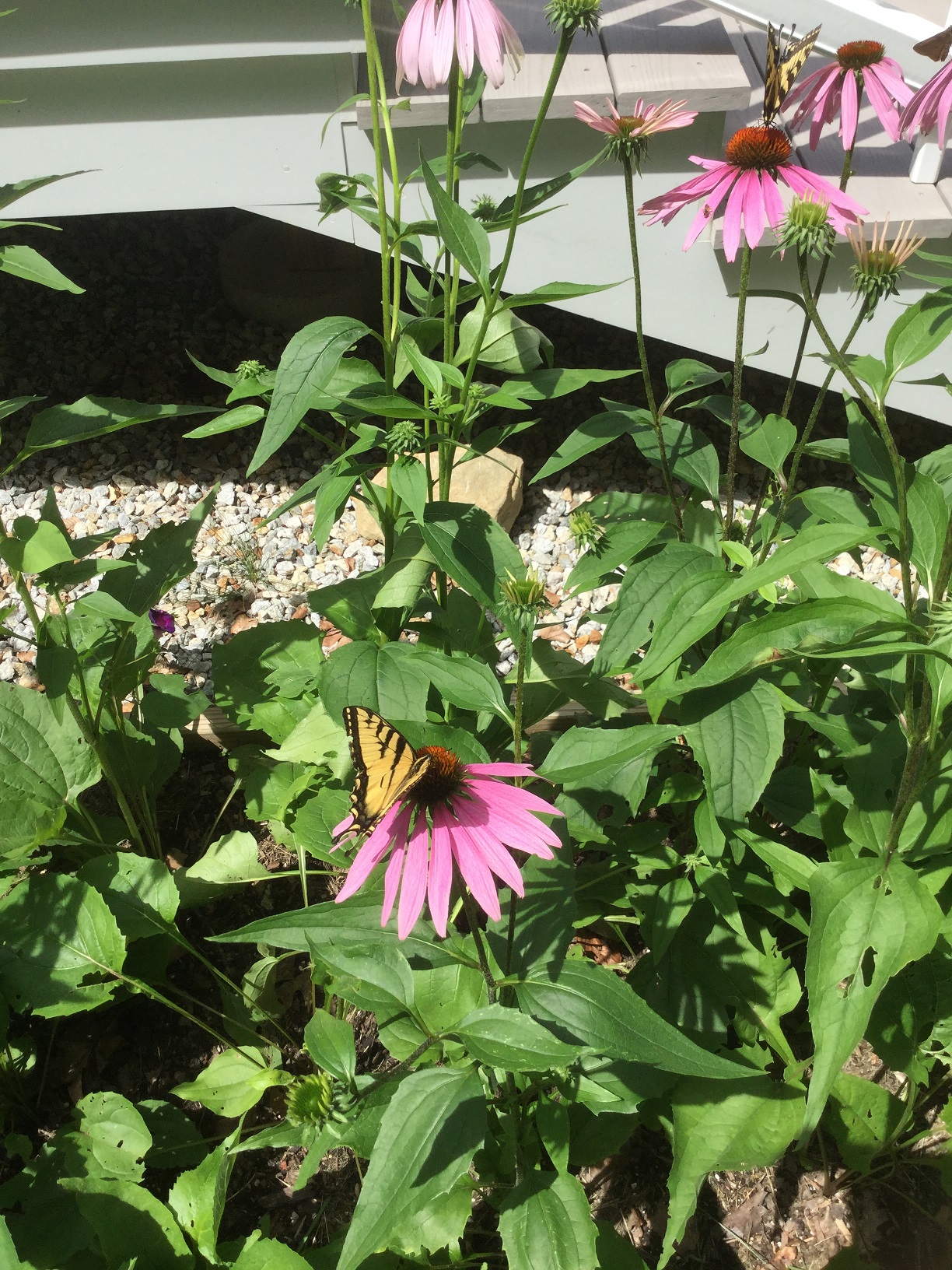 Photos The Dublin Inn