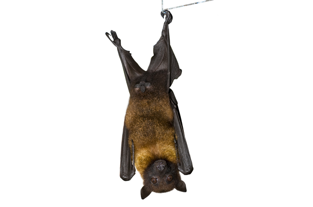 Dublin Ohio Usa Bats