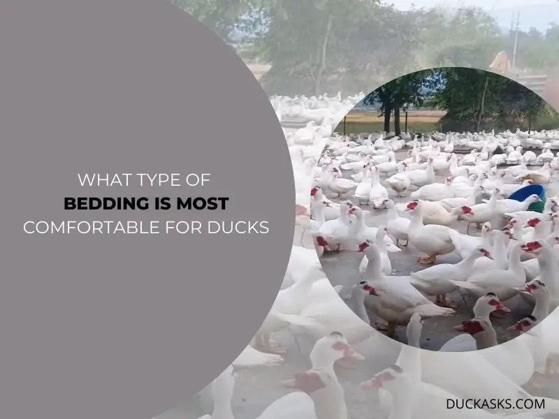 What Is The Best Bedding For Ducks? Duck Asks