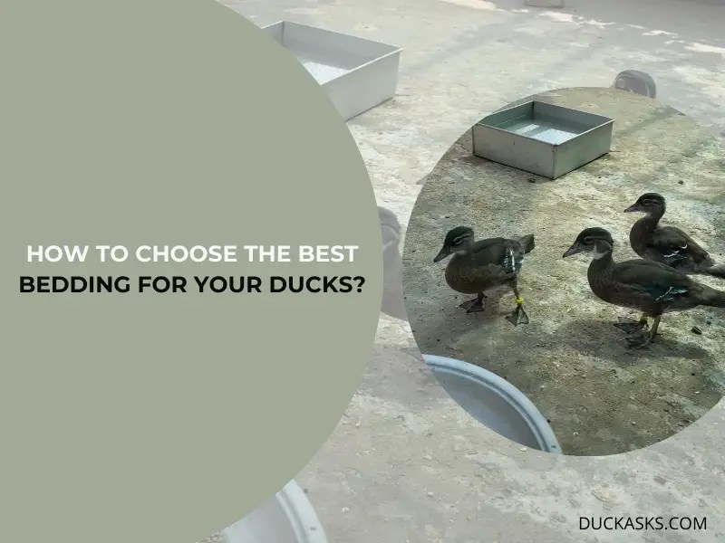 What Is The Best Bedding For Ducks? Duck Asks