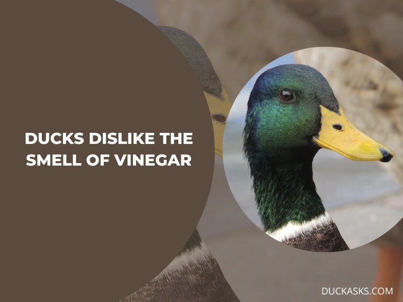 What Smells Do Ducks Hate? Duck Asks