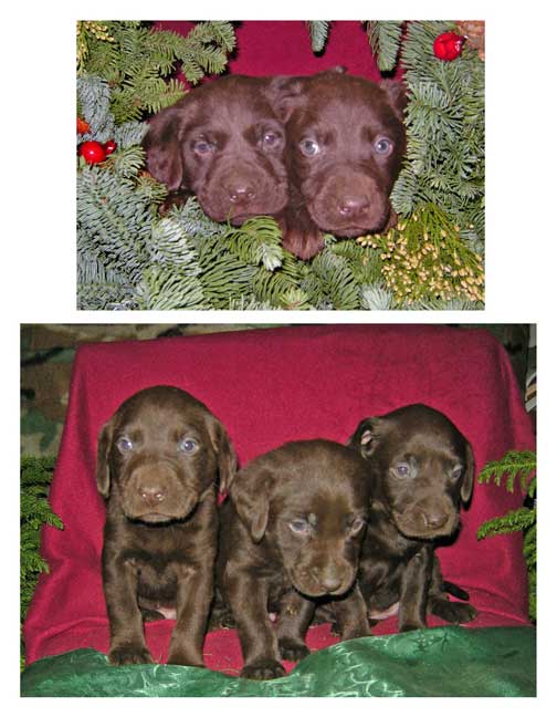 Labrador Retrievers and Puppies in Oregon More Puppies