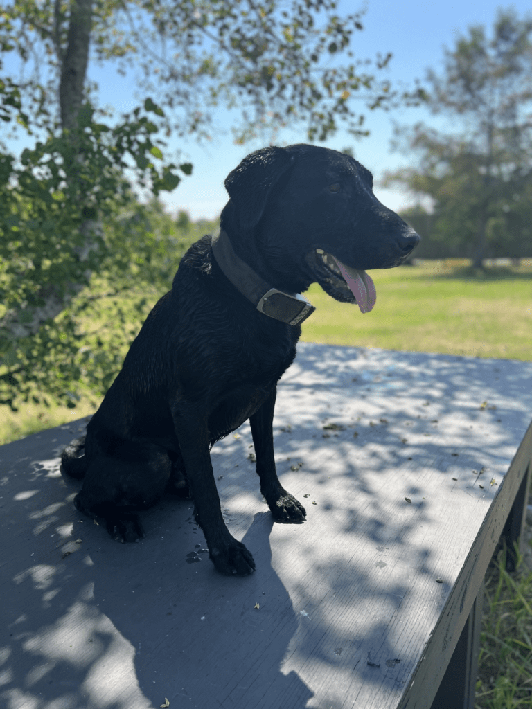 Trained Labs for Sale Duck Dog Trainer