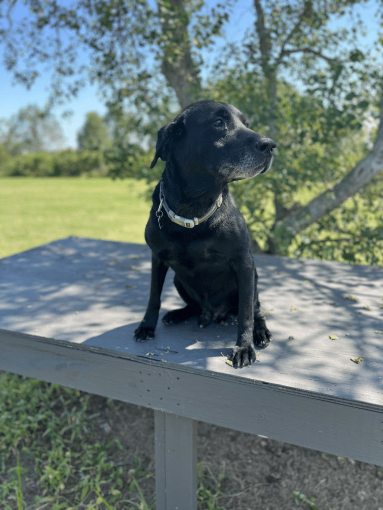 Trained Labs for Sale Duck Dog Trainer
