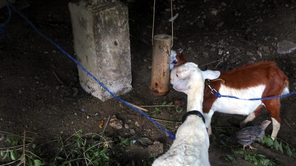 DIY Salt Lick / Salt Dispenser for Goats Duckduckbro