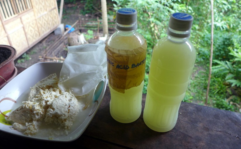 How to Make Lactic Acid Bacteria Serum Duckduckbro