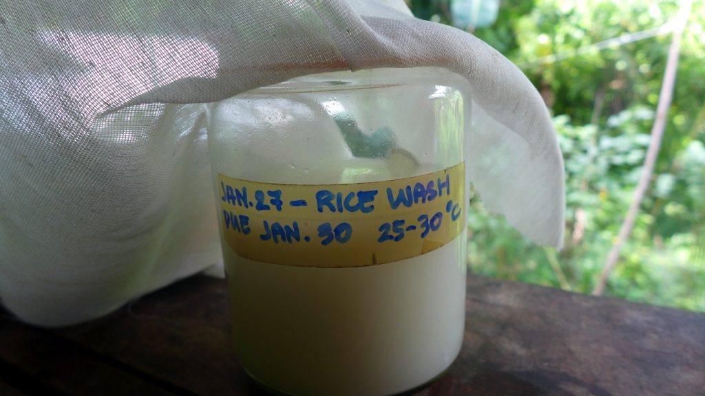 How to Make Lactic Acid Bacteria Serum Duckduckbro