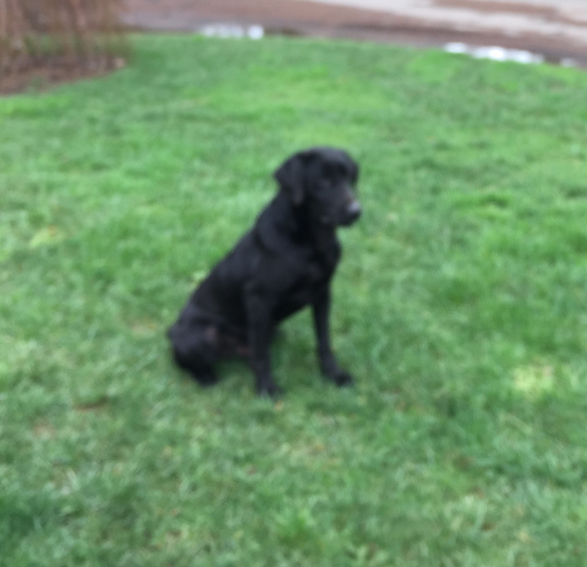 Labrador Breeders Oregon Labrador Retriever Breeder in Oregon