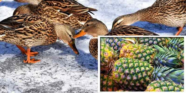 Can Ducks Eat Pineapple? Ducks Guide
