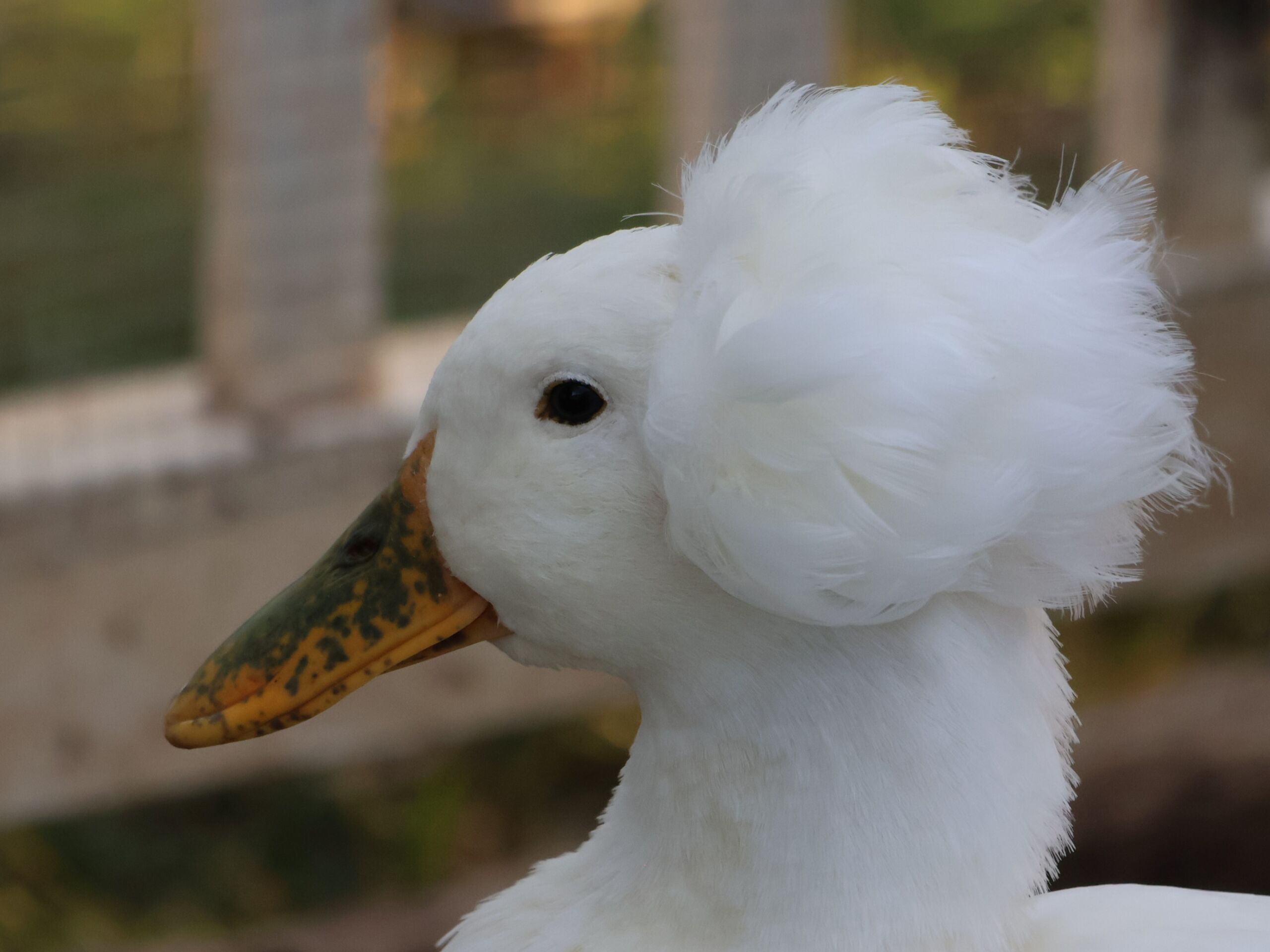 Crested Ducks Pets with a Defect
