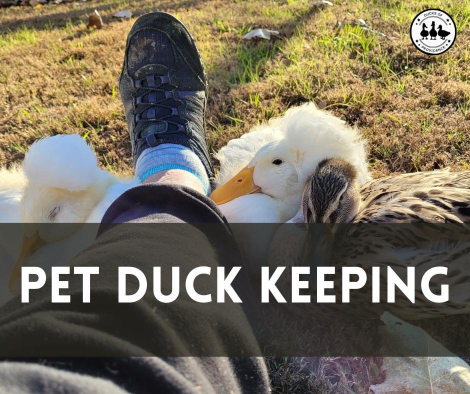 Pet Ducks The Ultimate Guide to Keeping and Caring for Them