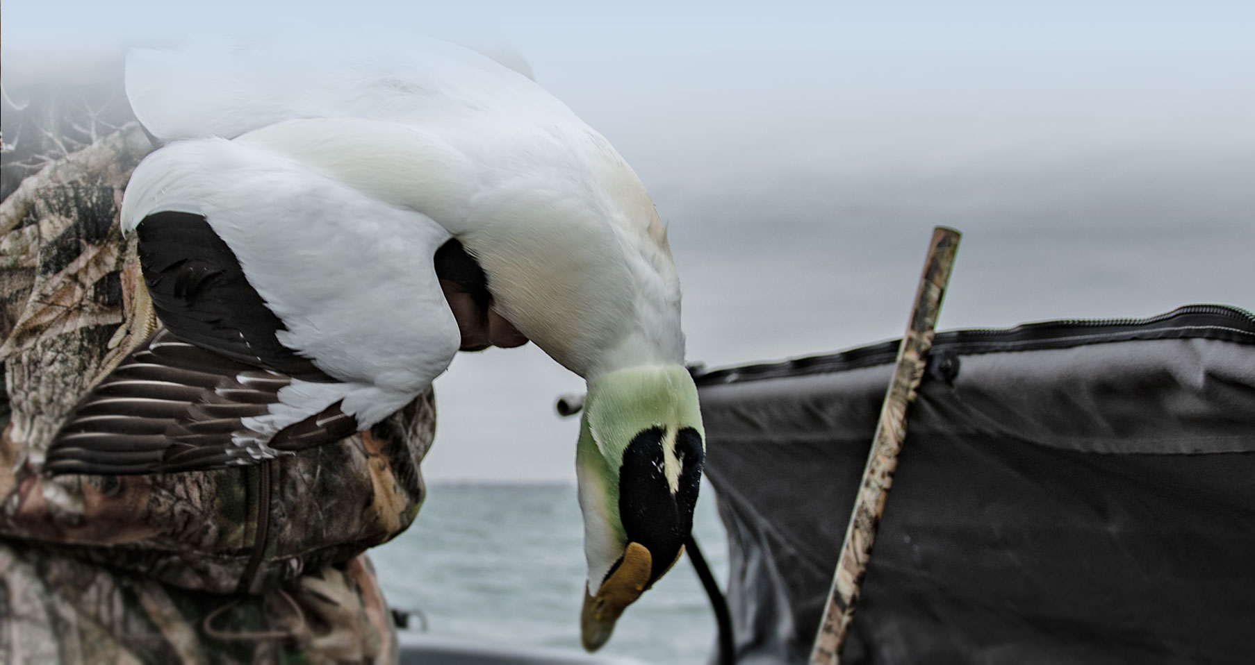 Ducks on the Bay Sea Duck Hunting in Rhode Island