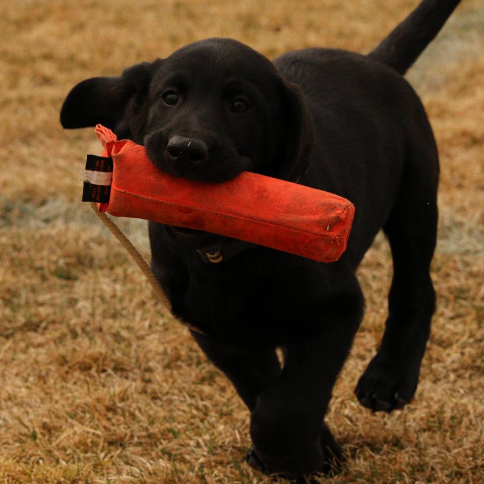 labrador retriever breeder Alabama Field Bred Labrador Breeder