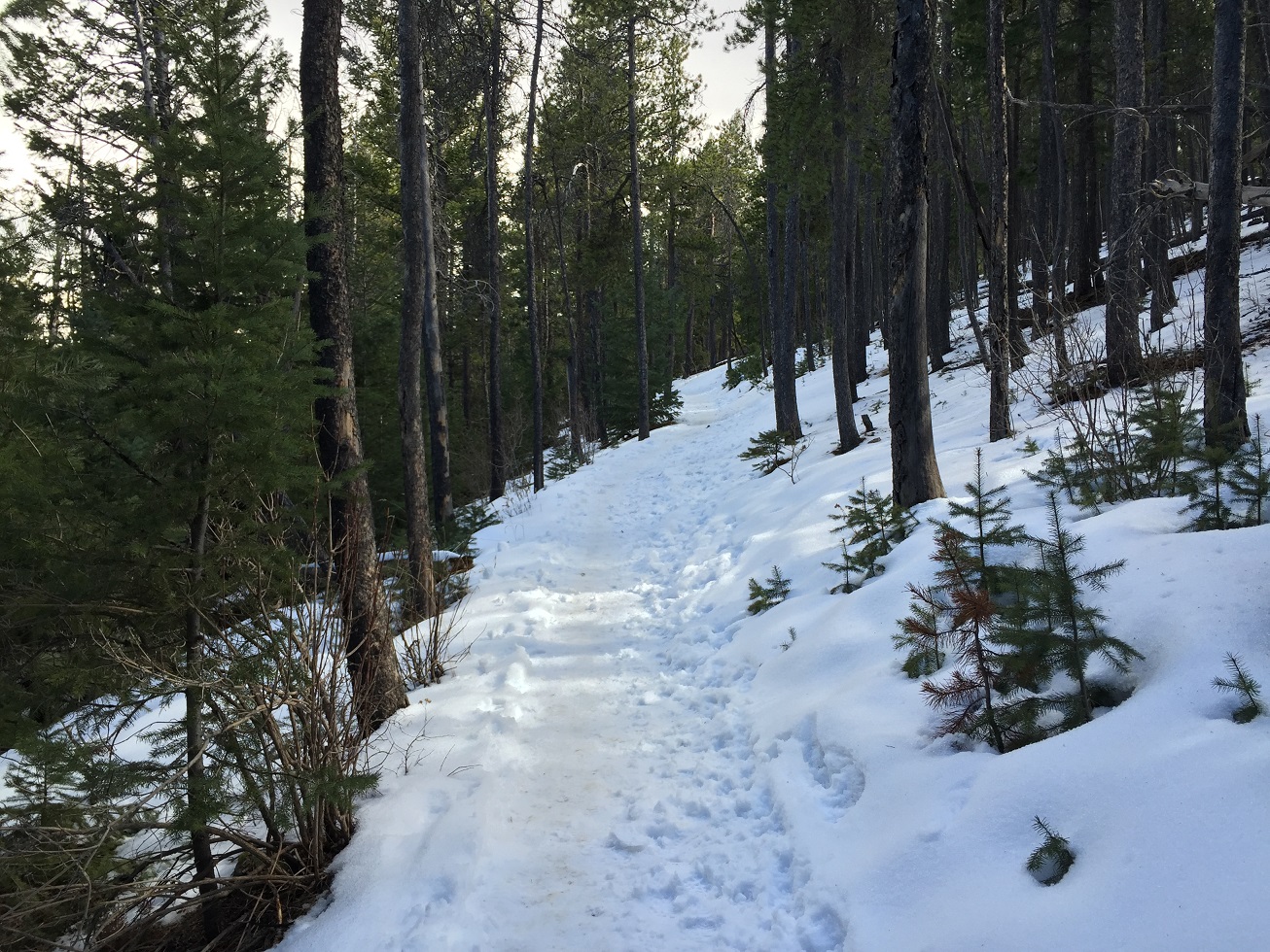 The Trailhead Hiking Elk Meadow Park DU Clarion