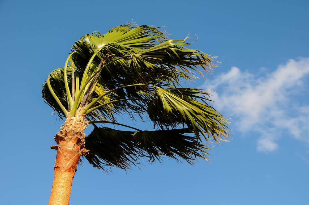 Caring for Your FloridaFriendly Palm Trees after a Storm Duda Sod