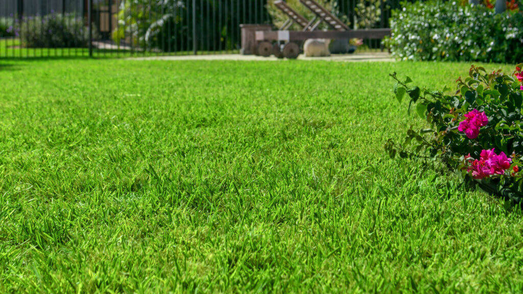 Tips and Everything You Need to Know About Floratam Grass Duda Sod