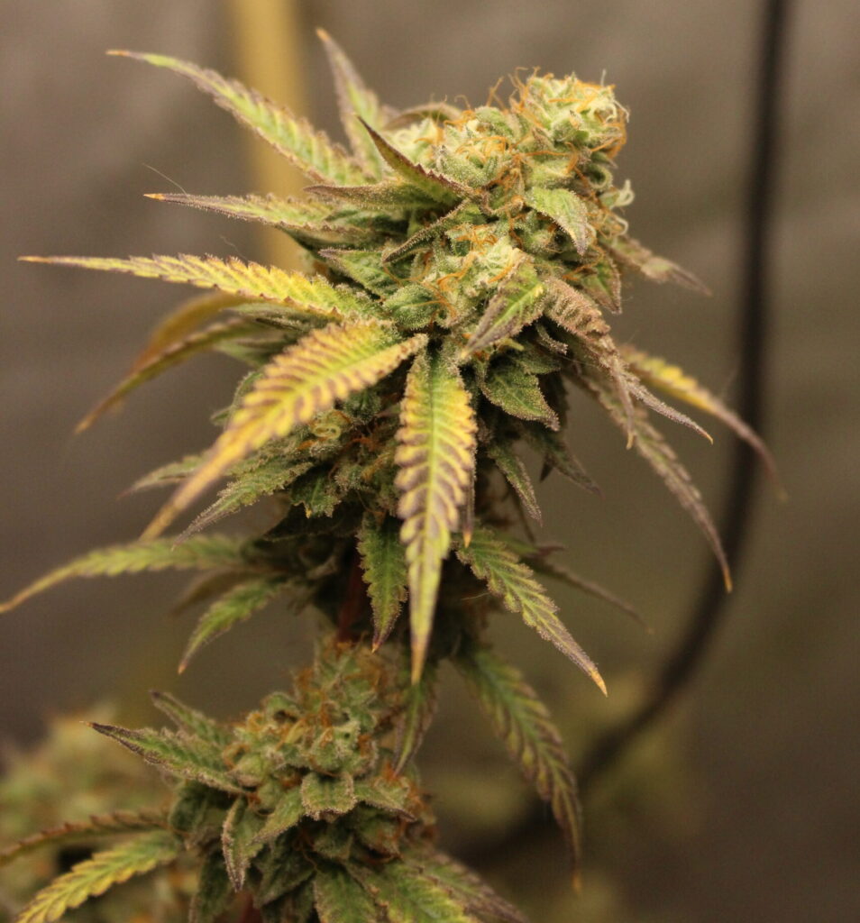 Ladies Night x Cherry Paloma The Dude Grows Show