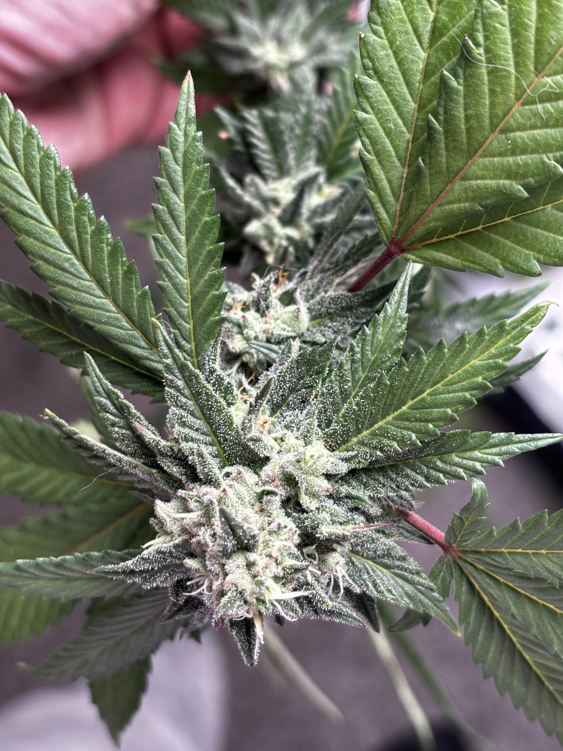 Gastro Pop The Dude Grows Show