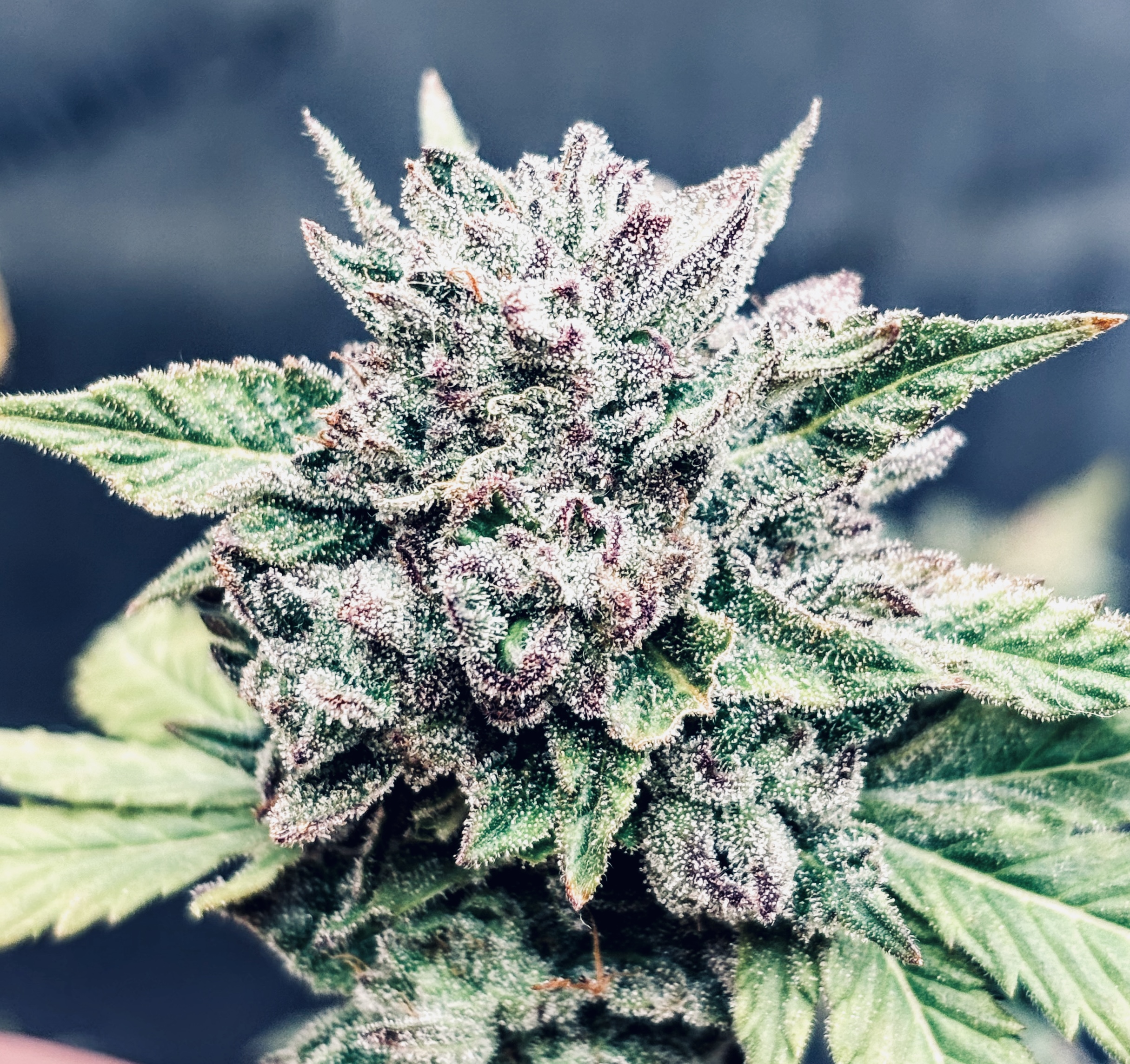 Gastro Pop The Dude Grows Show