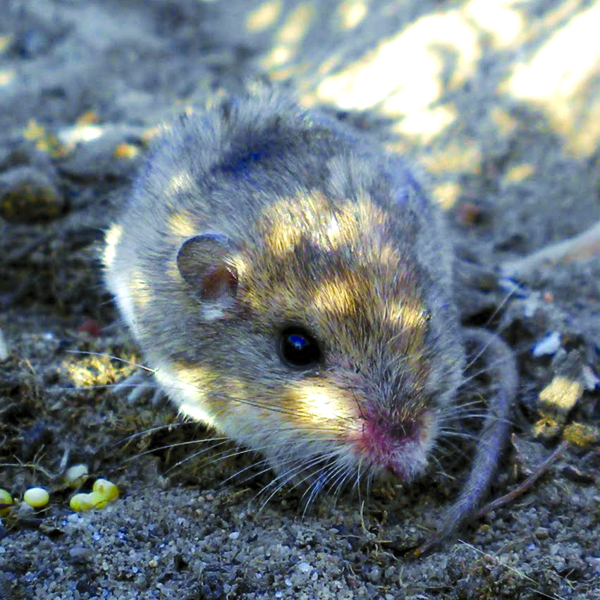 California SpecialStatus Species Survey Timeline Dudek