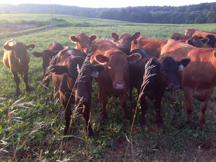 Beef Farm Dudley Farmers