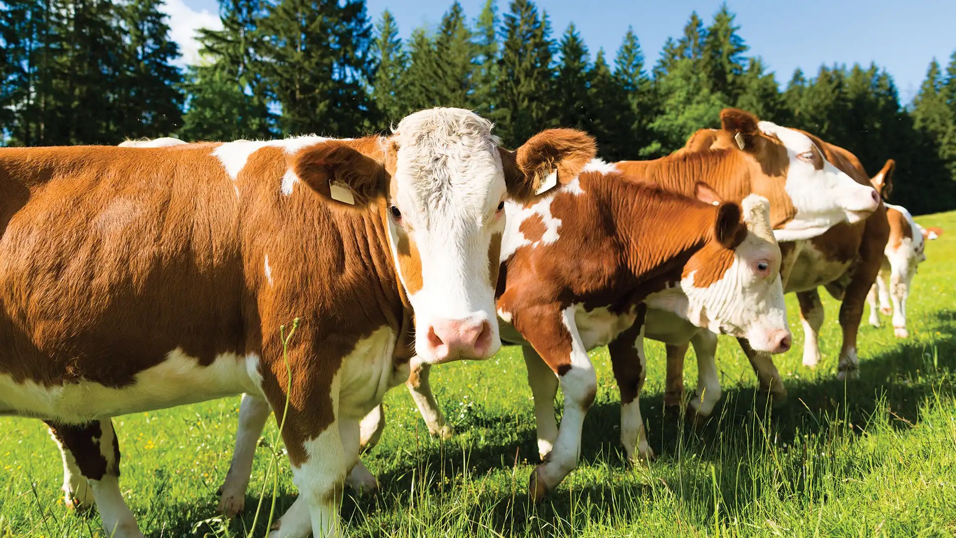 Beef Cattle Services Dufferin Veterinary Services