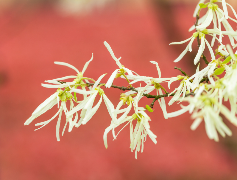 milky white witch hazel blooming after rain in the spring Dujardin Design