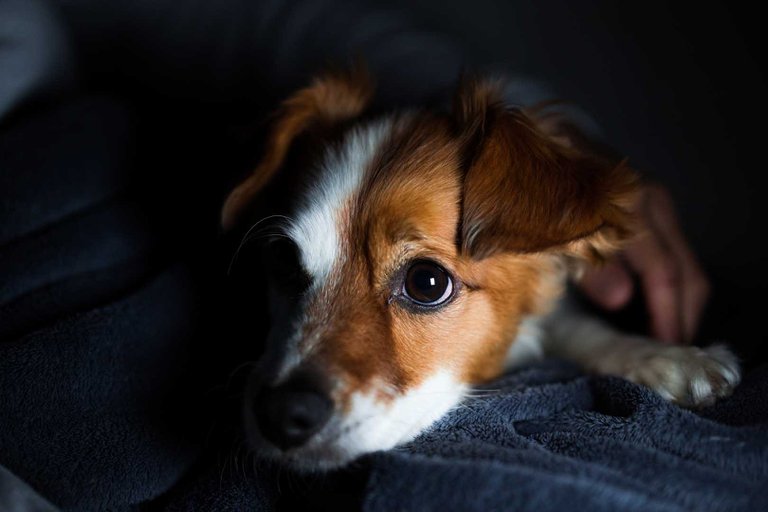 Sabes por qué de noche los perros ven hasta cinco veces más que las
