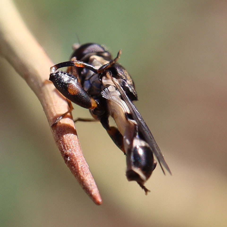 dumplingbug my dying palo verde, probably