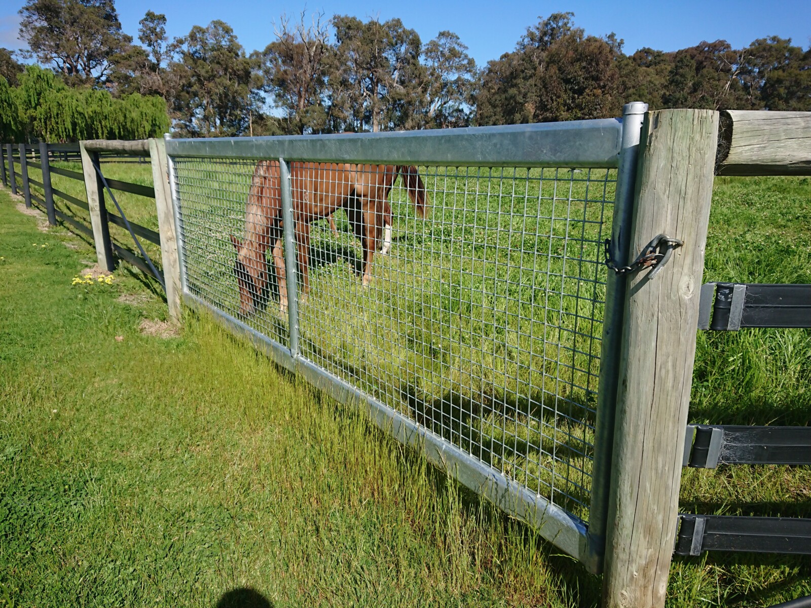 The importance of safe horse gates Duncan Equine Australia