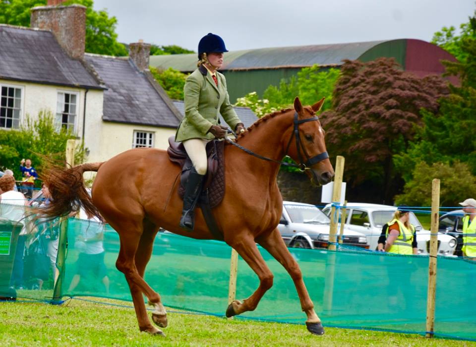 Gallery 2016 Dundalk Show